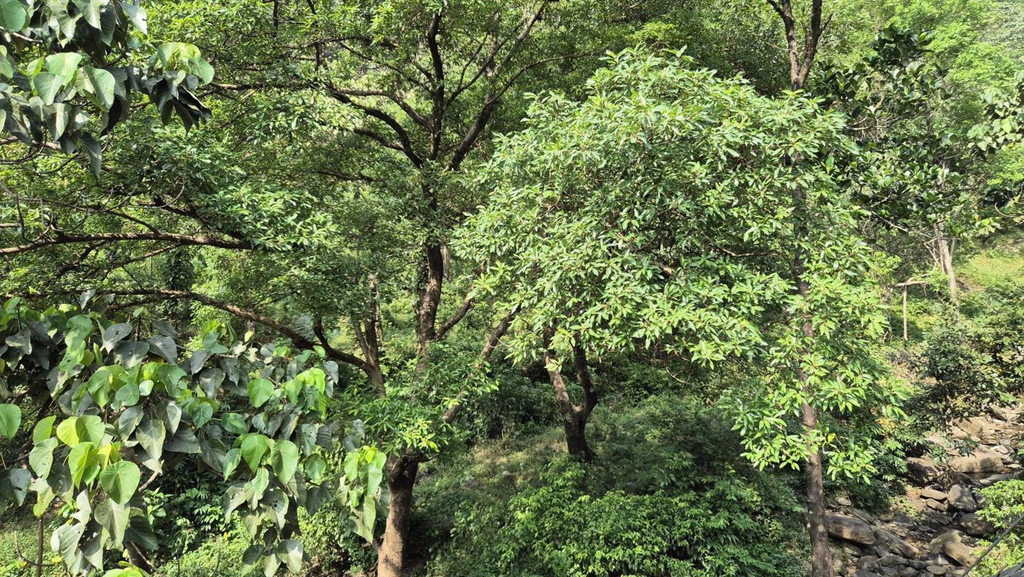 Orchid Villa Pinangode エクステリア 写真
